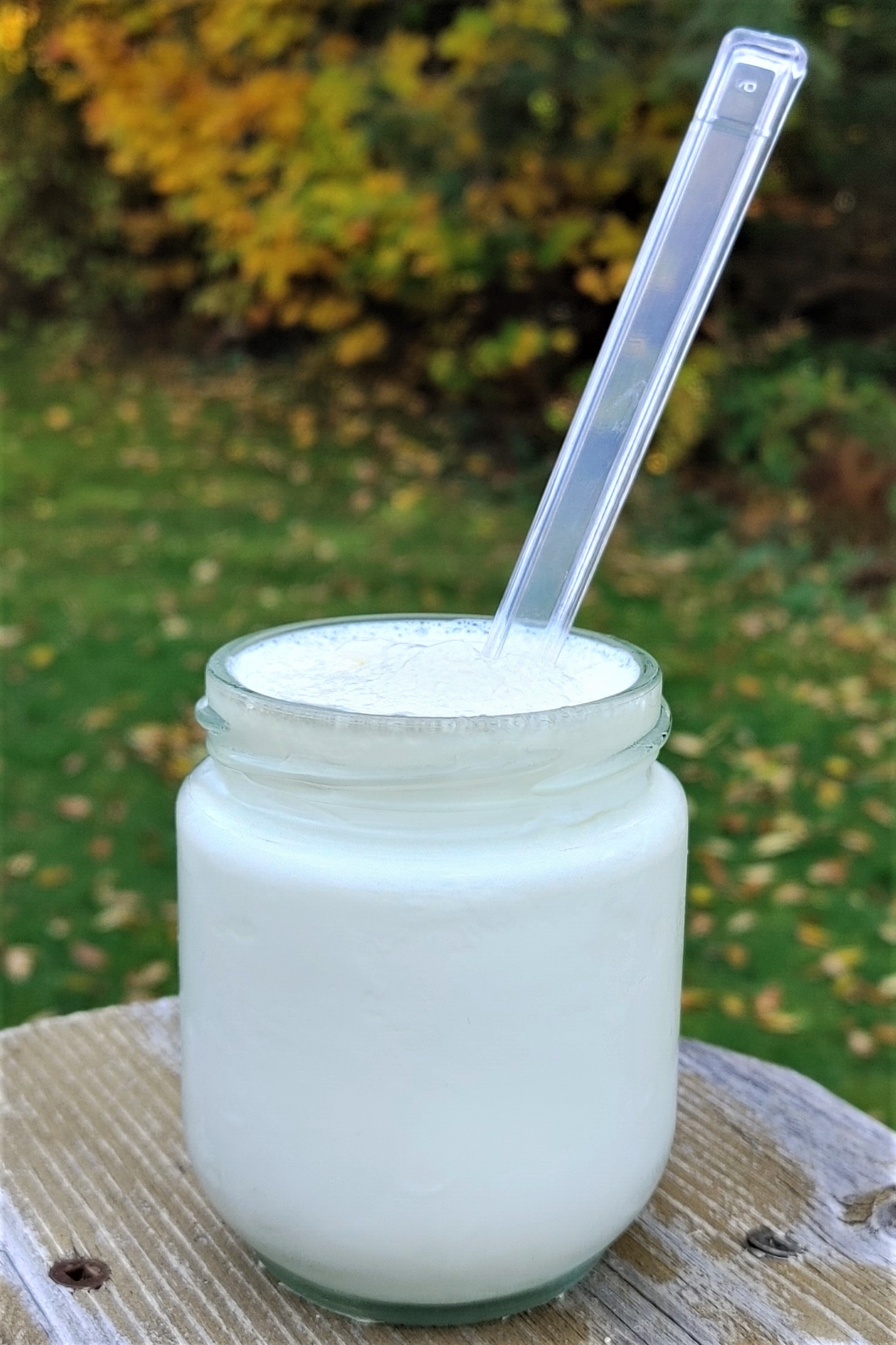 Homemade probiotic yogurt 